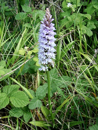 common spotted